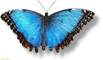 Butterfly Wallpaper HD And Pictures