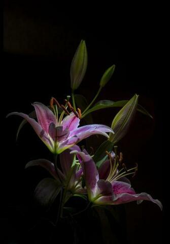 Moonlight By Nasser Osman On 500px Art Ideas Flowers Black