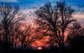 Tree Silhouette In The Sunset 4k Ultra HD Wallpaper Background
