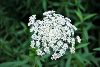 Queen Anne S Lace HD Wallpaper