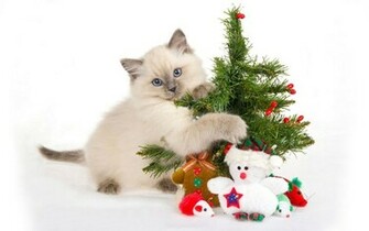 My Top Collection Christmas Cat Wallpaper