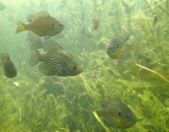 Crappie Wallpaper A Trying To Blend In