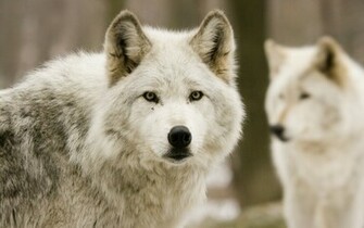 White Wolf HD Wallpaper Desktop
