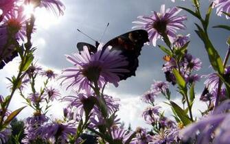 Flowers Nectar Butterfly Widescreen HD Wallpaper