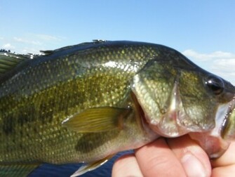 Largemouth Bass Jumping Wallpaper I Caught A Rock In