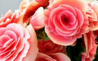 Pretty Pink Bouquet Google Wallpaper