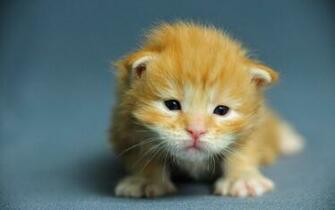 Image Wallpaper Pictures Maine Coon Kitten