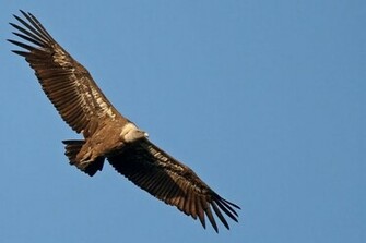 Vulture Wallpaper Walltor