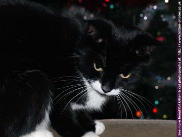 Kitten Photos Cat Wallpaper Background Ella