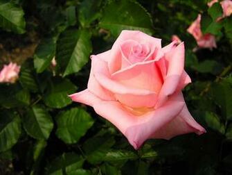 Pink Rose Desktop Pc And Mac Wallpaper