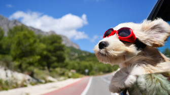 4k Cute Dog Wallpaper