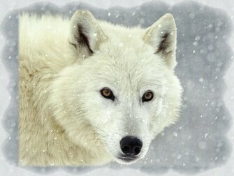 Arctic Wolf Wallpaper