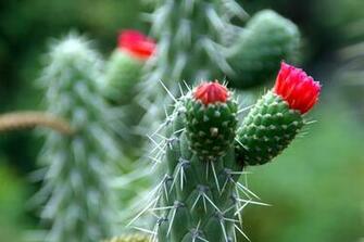 Sfrutteranno Piante Come I Cactus In Condizioni Di Poco Acqua
