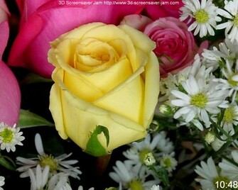 Beautiful Wallpaper Of Roses Computer