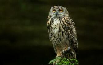Owl Computer Wallpaper Desktop Background Id