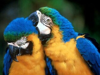 Blue Gold Macaws Wallpaper Background