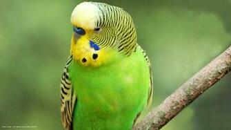 Budgie Parrot Royal Blue Cere Male Bird HD Widescreen Wallpaper