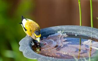 Pacific Northwest Bird Photography Wallpaper Animal