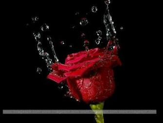 Red Roses With Water Drops Imagepk