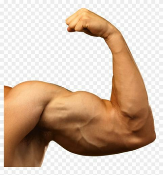 Muscle Arm Png Background Image Barechested Transparent