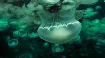 Bing Wallpaper Daily