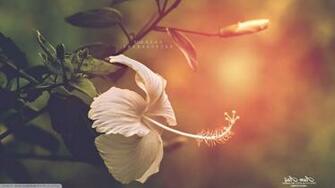 Hibiscus Wallpaper