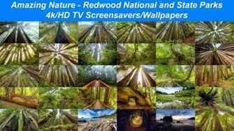 Amazing Nature Redwood National And State Parks 4k HD