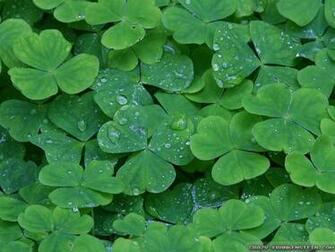 Shamrock Wallpaper Crazy Frankenstein
