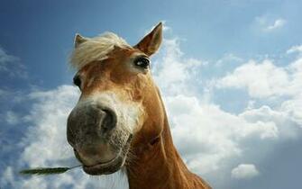 Funny Horse Closeup Wallpaper Pictures Photos