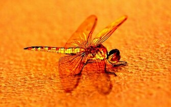 Dragonfly Wallpaper HD