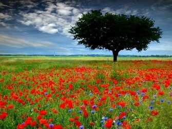 Field Wallpaper Fields HD Desktop Wild Flowers Screensavers