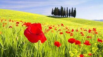 Wallpaper Details File Name Tuscany Uploaded By Lucky Date