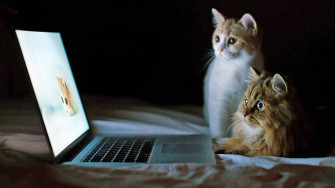 Funny Cat Animals In Front Of A Laptop 7pw263ju8yzdze2v Wallpaper