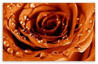 Golden Rose HD Wallpaper For Standard Fullscreen Uxga Xga Svga