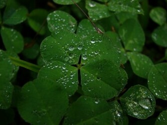 Four Leaf Clover Wallpaper HD Background