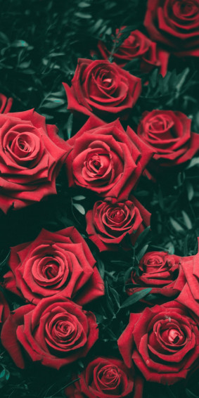 Red Rose Aesthetic Wallpaper On