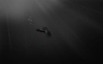 Microsoft Windows Wallpaper Animals Fish HD Desktop