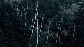 HD Dark Woods Bacgrounds Net