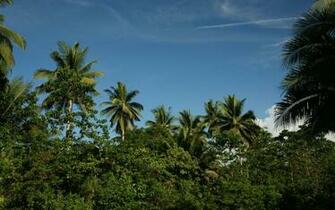 Jungle Vegetation Wallpaper