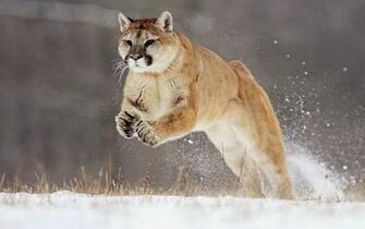Puma HD Wallpaper
