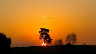 Tree Silhouette In Golden Sunset Wallpaper