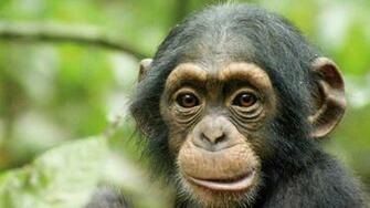Chimpanzee HD Desktop Wallpaper 7wallpaper Net