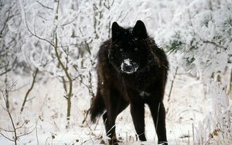 Black Wolf Wallpaper