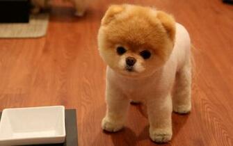 Cute Pomeranian Dog Wallpaper HD