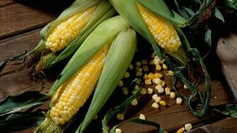 Corn Wallpaper Px