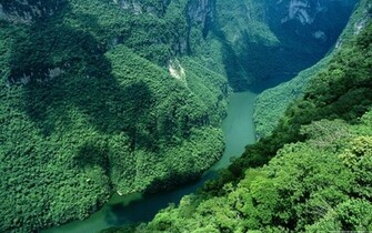 Green Scenery Wallpaper Background