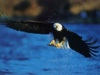 American Bald Eagle Fishing Wildlife Computer Desktop Wallpaper