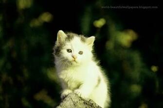 Beautiful Wallpaper Cats