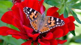 Cool And Refreshing Flower Pictures