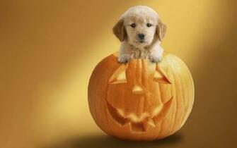Dog In Pumpkin Wallpaper And Image Pictures Photos